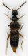 Staphylinidae_Marcigliana_19-I-2011_2,6mm.jpg