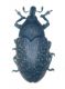 Larinus 002 copia.jpg