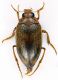 Haliplidae_Acciarella_XI-2004_4mm.jpg