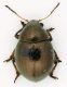 Chrysomelidae_Bosco_Nettuno_14-II-2011_3,3mm.jpg
