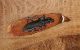 Cerambyx-scopolii_small01.jpg