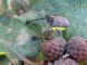 Z-0767 - F026.25 - Vigne e Pian Gembro - 9 e 10 SET - 2007 076.jpg