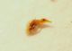 z Bembidion 2b 4mm.JPG