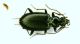 z Bembidion 4c 6mm.JPG