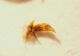 z Bembidion 6b 5.1mm.JPG