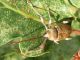Z-0767 - F032.70 - Vigne e Crap - Punteruolo (4 soggetti) - 02 SET 2008 093.jpg