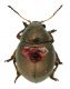 Colaspidea_Bosco_Nettuno_14-II-2011_3,3mm.jpg