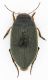 Dytiscidae_Bosco_Nettuno_14-II-2011_4,5mm.jpg