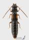 Siagonium_humerale_f_s.JPG