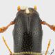 Nemozoma_elongatum_d.JPG