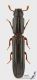 Colydium_elongatum_s.JPG