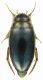 Dytiscidae_Bosco_Nettuno_14-II-2011_8,3mm.jpg