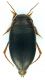 Dytiscidae_Bosco_Nettuno_14-II-2011_4,2mm_b.jpg