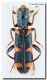 Trichodes sp02_Grecia_Larissa_6 VI 1997.jpg