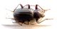 Tenebrionidae-Corsica-31-ok.jpg