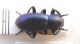 Tenebrionidae-Tremiti-28-ok.jpg