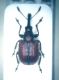 Rhynchitidae copia.jpg