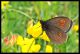 Erebia alberganus 7.jpg