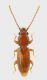 Placonotus_testaceus_f_s.JPG