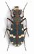 Cicindela hybrida ssp.female lg. 14 mm. - Grecia - Konitsa - Oos River - 29-V-2010.jpg
