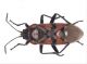 Spilostethus_pandurus_light.jpg