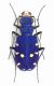 Cicindela campestris saphyrina.jpg