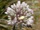 Hoplia-attilioi-08.jpg