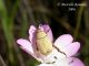 Hoplia-attilioi-02.jpg