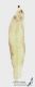 hymenoptera_c_s.JPG