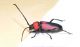 Purpuricenus Pelopones 4.JPG