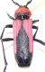 Purpuricenus Pelopones.JPG
