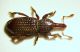 w Ferreira1 3.2mm.JPG