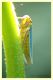 cicadella viridis (1).JPG