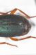 Brachinus dett2.JPG