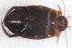 Hydaticus4.JPG