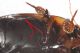 Hydaticus-dett-x-web.jpg