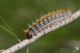 Thaumetopoea pityocampa IMG_9048.JPG