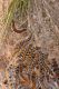 Thaumetopoea pityocampa IMG_9185.JPG