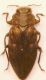 Chrysobothris sp..JPG