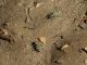 Maccarese_23-II-2011_OL037.JPG