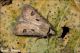 Agrotis_exclamationis_3522.jpg