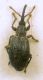 Ceratapion 1.jpg
