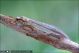 Macronemurus_appendiculatus_F_0156.jpg