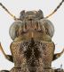 Notiophilus_sdet.JPG