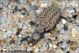 Larva1_0248.jpg