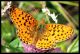 Boloria euphrosyne (2).jpg