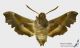 Proserpinus_proserpina_v_s.JPG