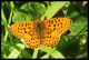 Boloria euphrosyne.jpg