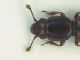 Rhizophagus_SanVittorino_prova_Hoya200-Summar24_n1.jpg