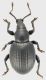 Otiorhynchus-1.jpg